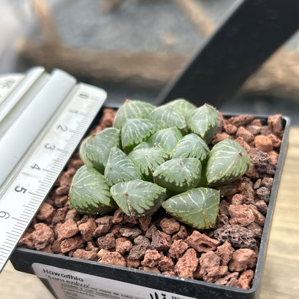 Haworthia 'Sansenjyo'