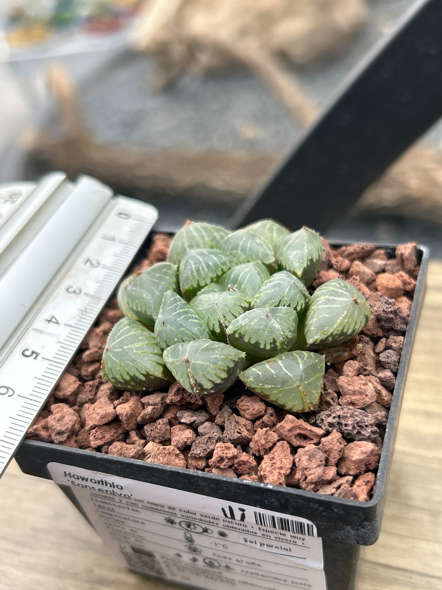 Haworthia 'Sansenjyo'