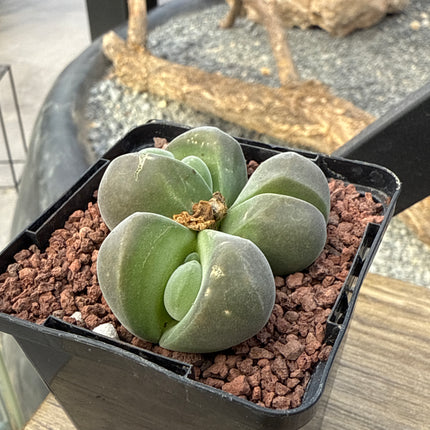 Gibbaeum dispar