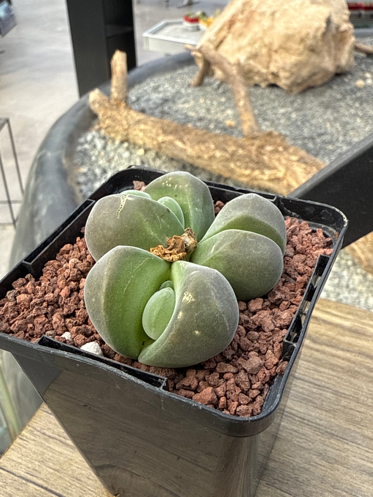 Gibbaeum dispar