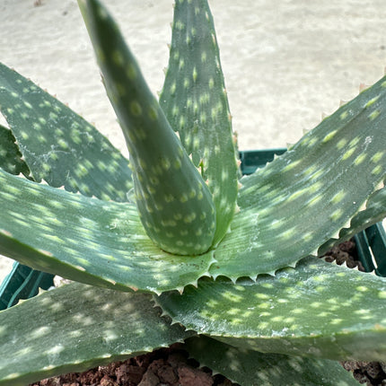 Aloe 'Cha Cha’ | Aloe híbrido  John Bleck 1997