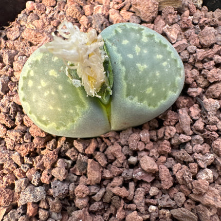 Lithops salicola f. maculada C086