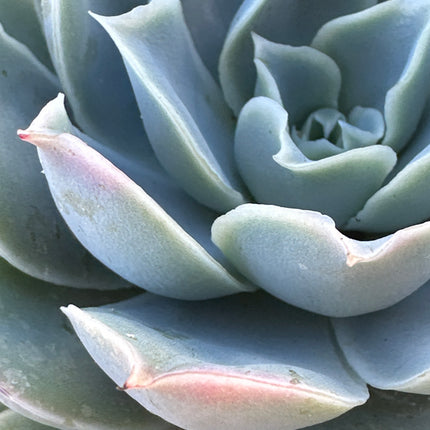 Echeveria 'Cubic Frost' | The Geometric Ice Rose