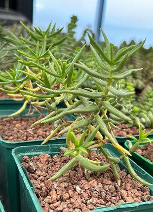 Crassula tetragona