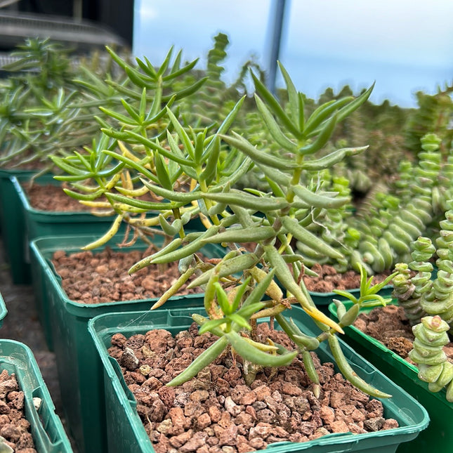 Crassula tetragona subsp. tetragona | Crassula mini pino