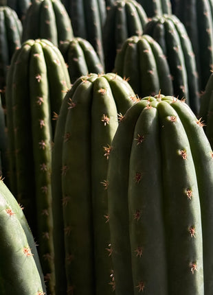 Cactus ‘Nadir’