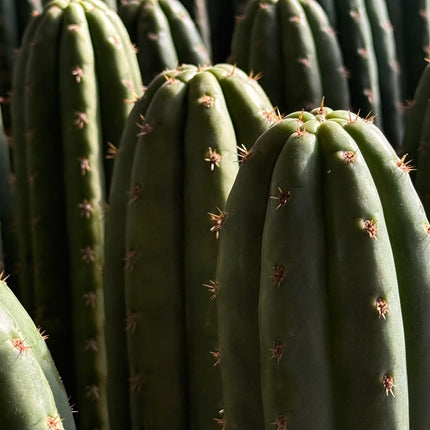 Cactus ‘Nadir’