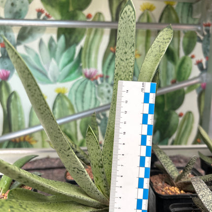 Gasteria bicolor 'Ja'