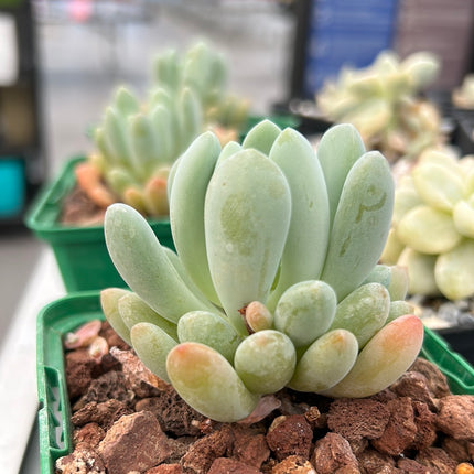 x Pachyveria clavifolia