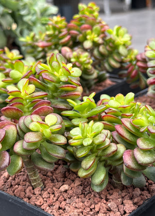 Crassula ovata minor