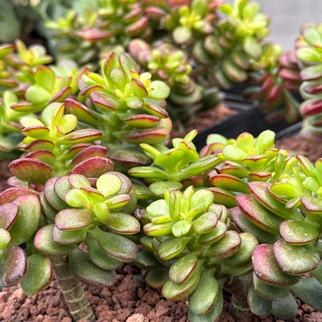 Crassula ovata minor