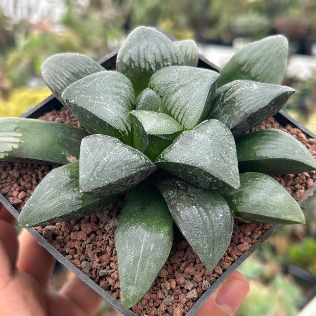 Haworthia 'Jolenaae'