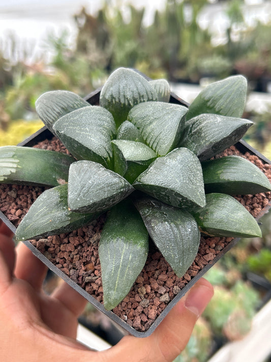 Haworthia 'Jolenaae'