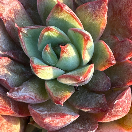 Echeveria 'Flamenco' | El Mantón Rojo