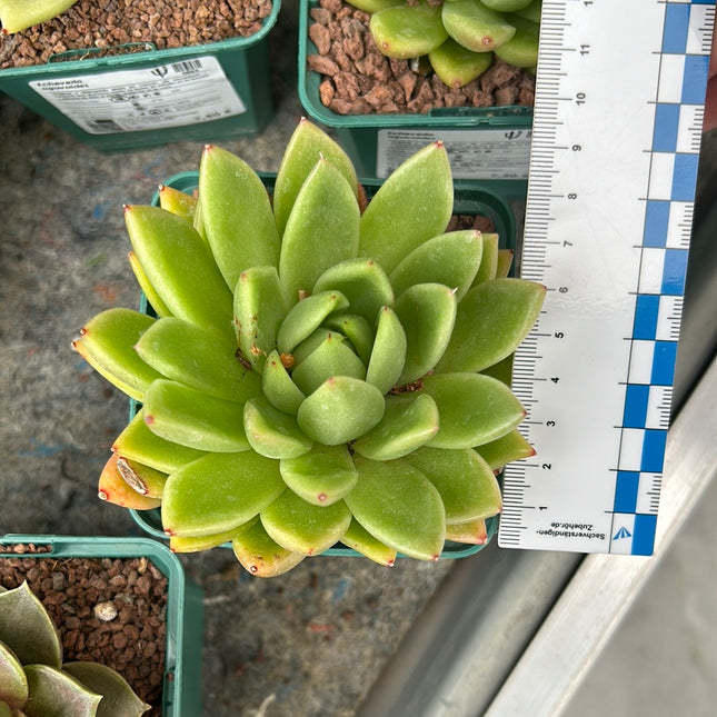 Echeveria agavoides