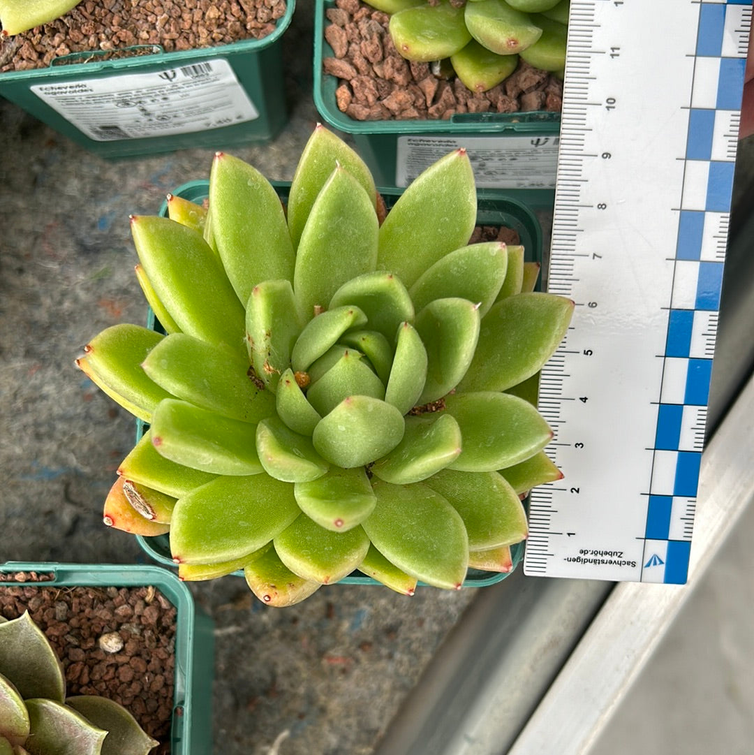 Echeveria agavoides