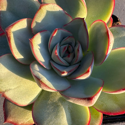 Echeveria 'Haruurara' | La Primavera encendida
