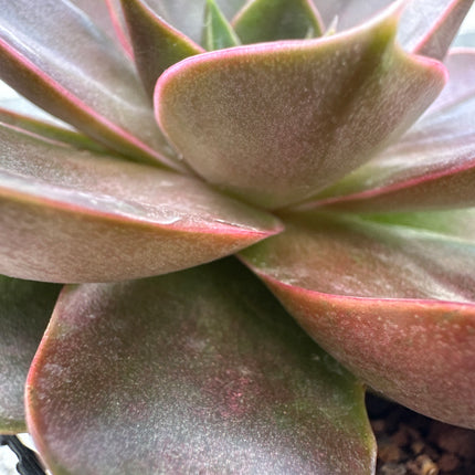 Echeveria 'Crimson' | The Crimson Rosette