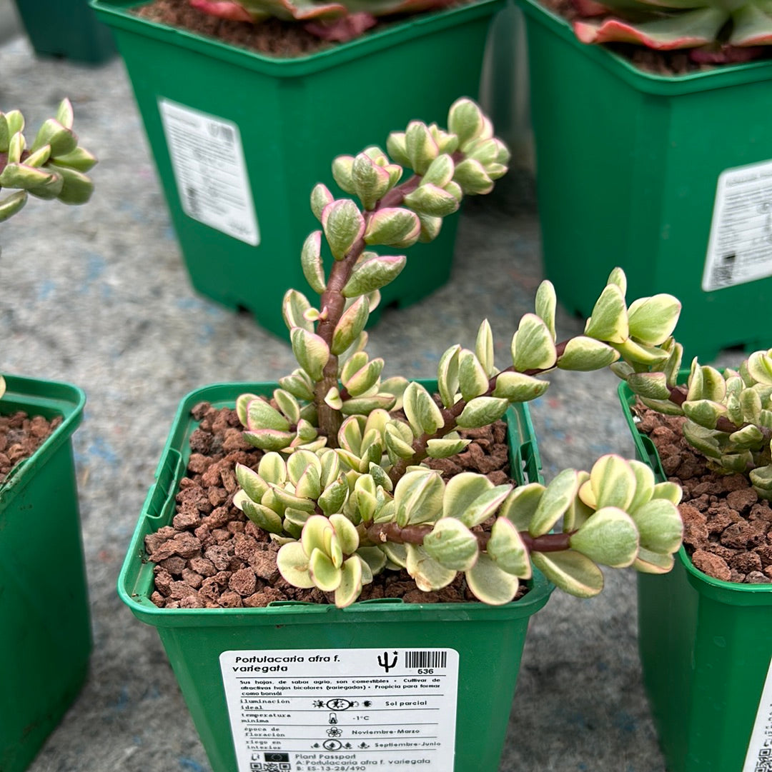 portulacaria afra comestible Portulacaria afra variegata – DesertSTORE.es