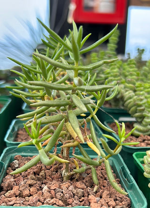 Crassula tetragona