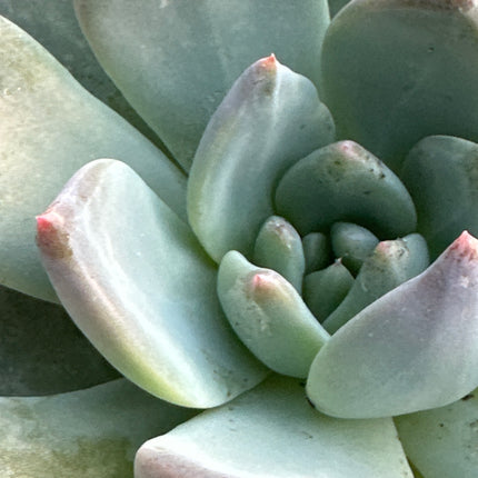 Echeveria 'Blue Prince' | El Principe Azul