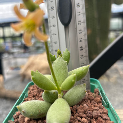 Cotyledon tomentosa “Garrita de Gato”