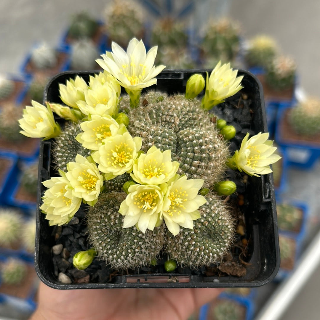 Rebutia minuscula