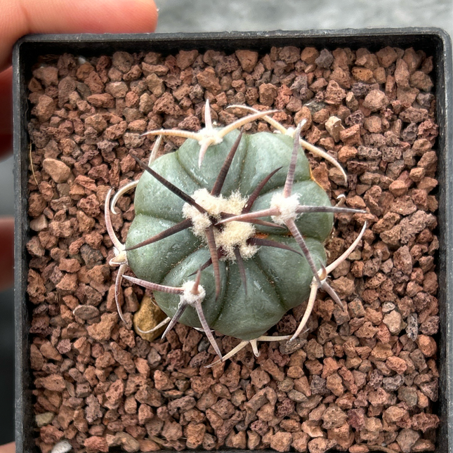 Echinocactus horizontalthalonius ct7
