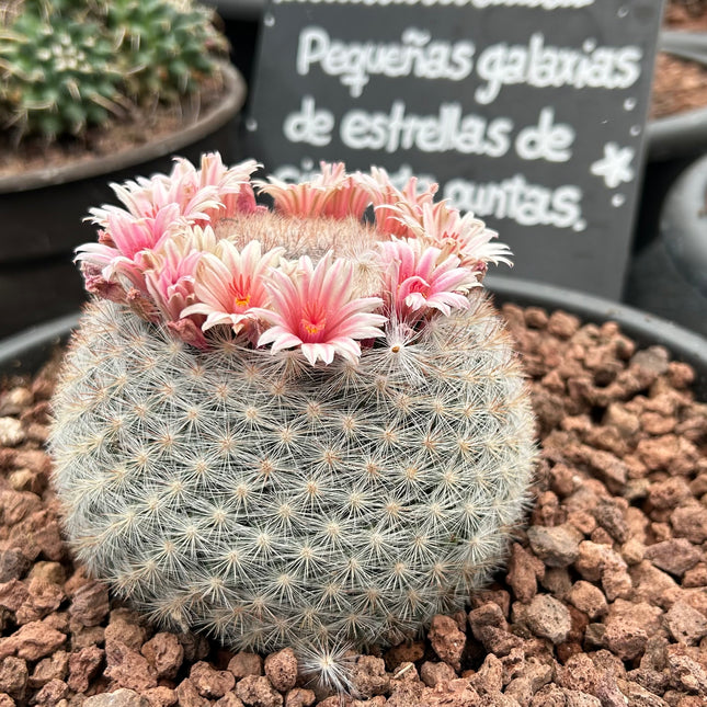 Mammillaria candida | Biznaga Bola de nieve