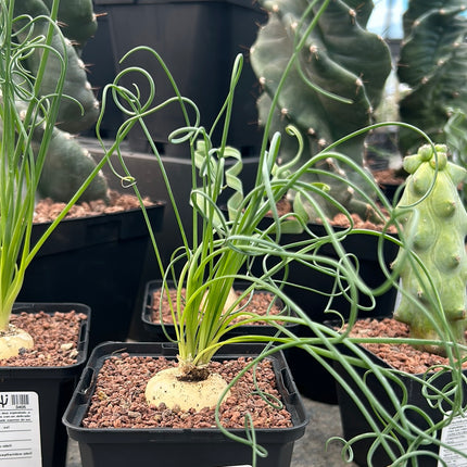 Albuca spiralis