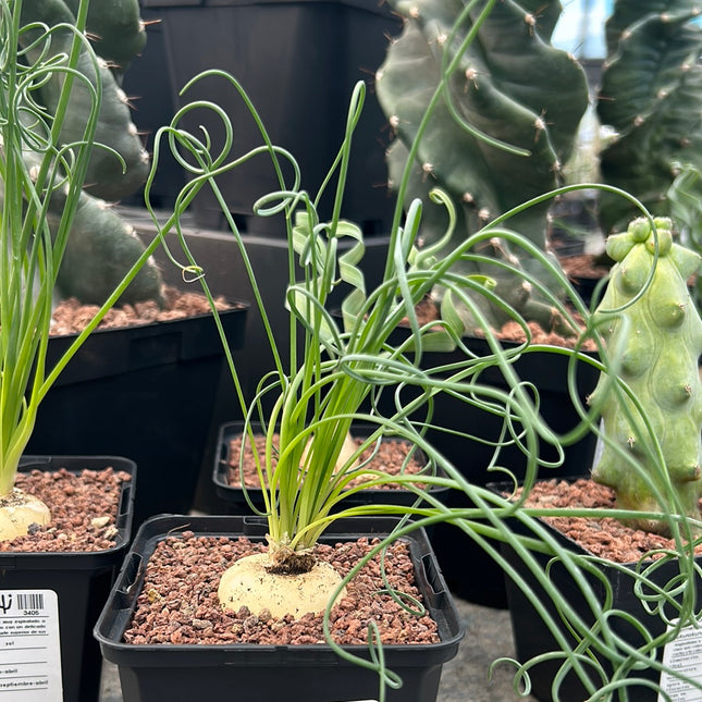 Albuca spiralis