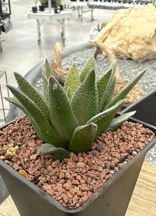 Haworthiopsis 'Aligator Skin'