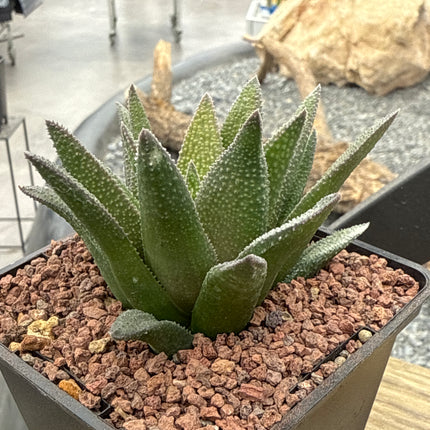 Haworthiopsis 'Aligator Skin'