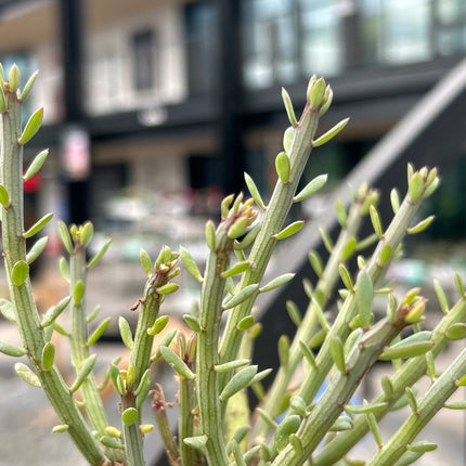Ruschia uncinata