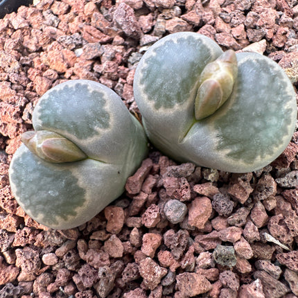 Lithops localis (ex. L. terricolor) C049