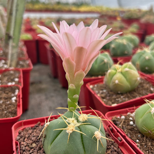 Gymnocalycium horstii