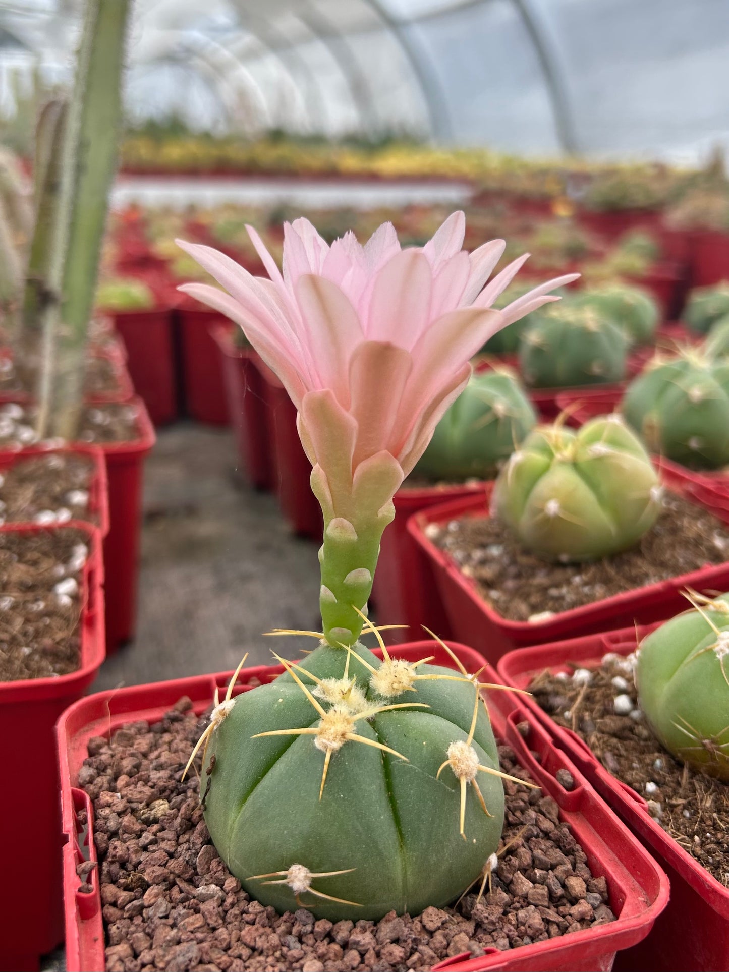 Gymnocalycium horstii