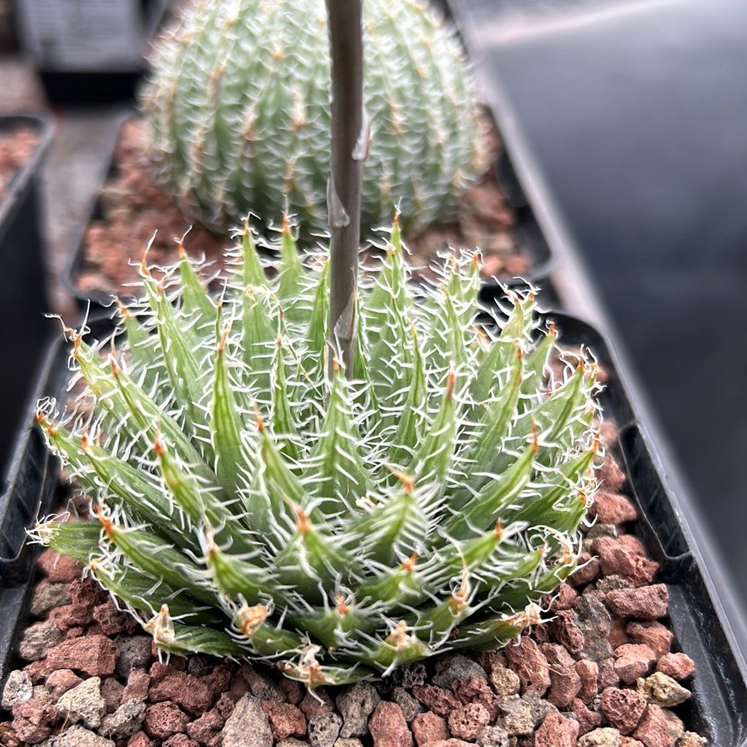 Haworthia batteniae