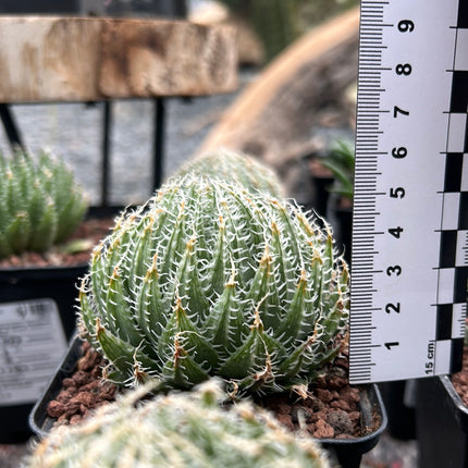 Haworthia batteniae