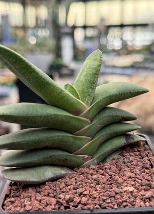 Gasteria rawlinsonii