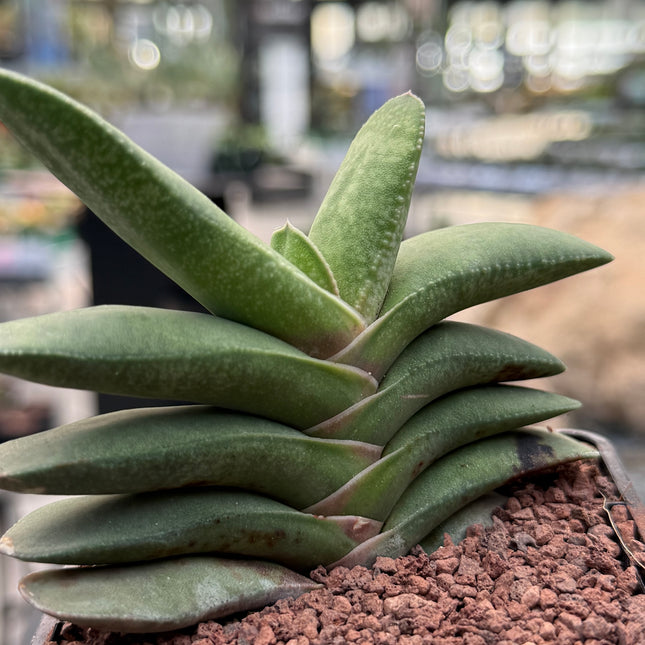 Gasteria rawlinsonii