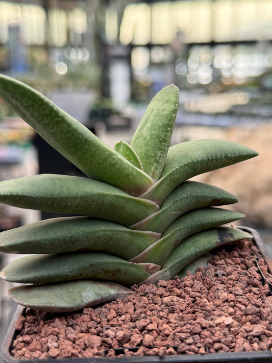 Gasteria rawlinsonii