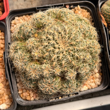 Weingartia tarabucoensis subsp. patriciae