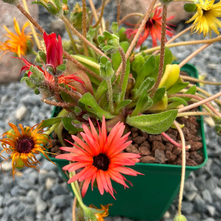 Dorotheanthus bellidiformis