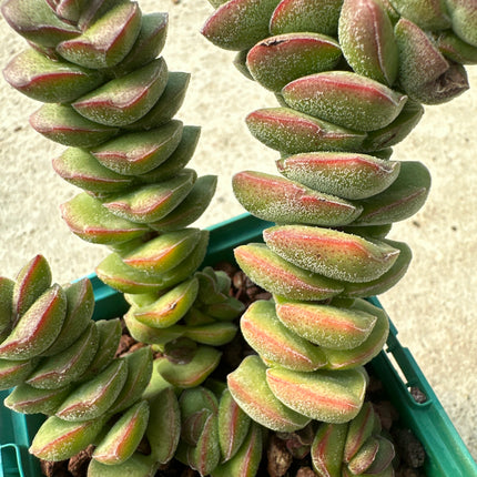 Crassula marneriana