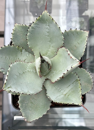 Agave pygmaea