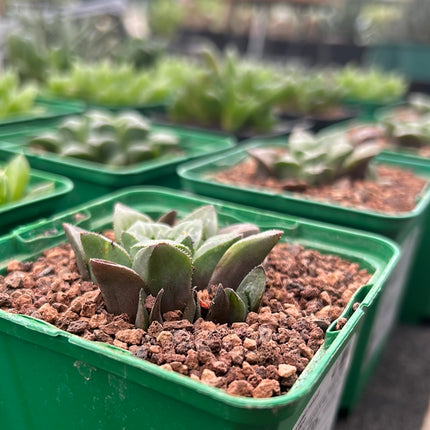 Haworthia retusa var. mutica