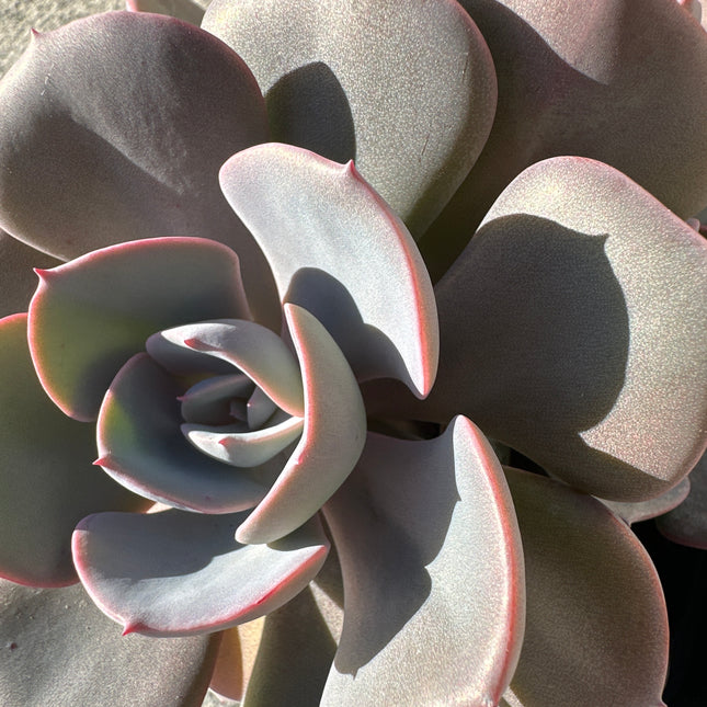 xGraptoveria 'Black Raccoon' | Graptoveria 'Black Raccoon'