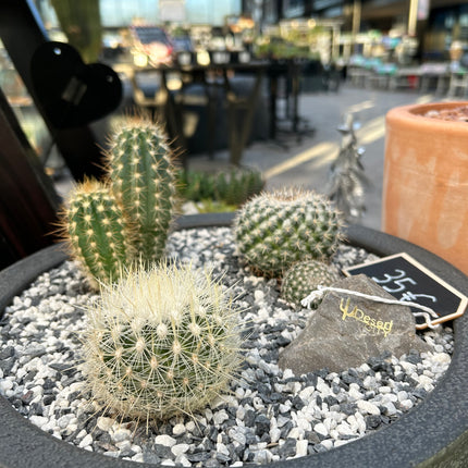Cactus Composition #2 (Pickup in store)