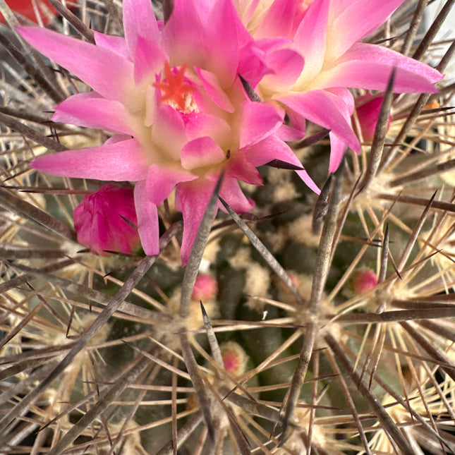 Neoporteria chilensis | Chilenito